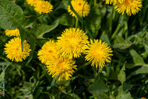 Yellow dandelions in the meadow.   © Maryia