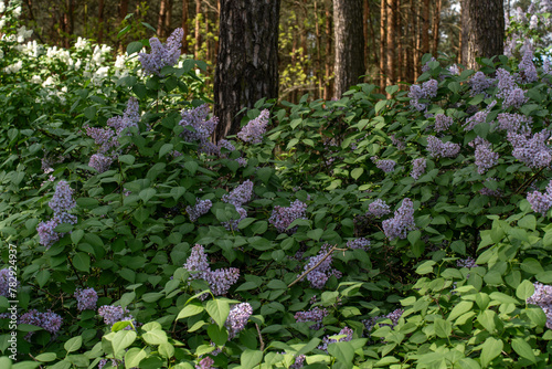 Purple lilacs bloom in the woods. 