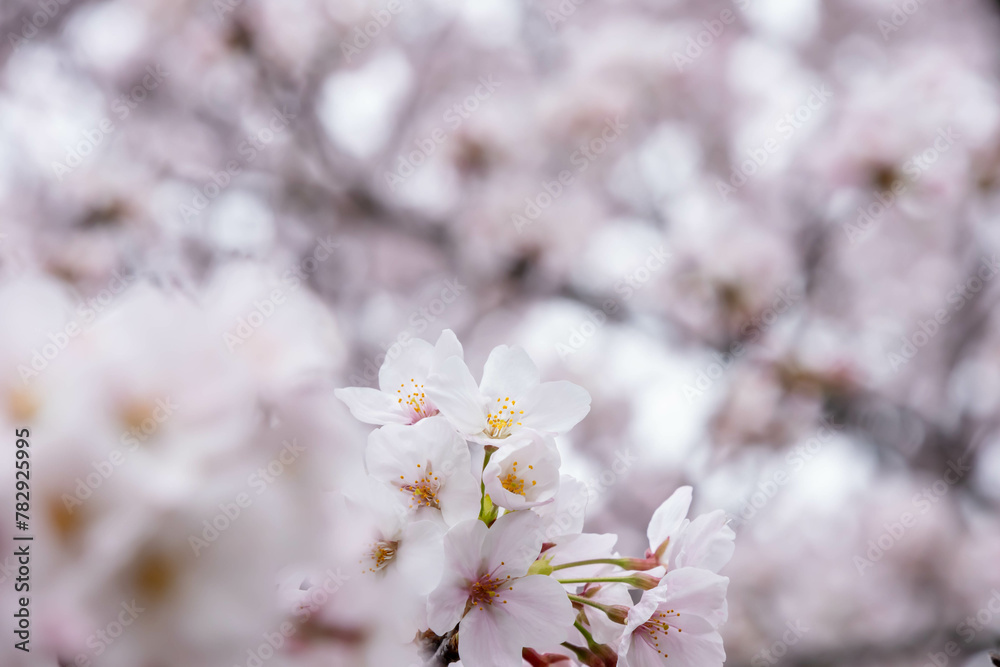 背景が満開の桜のクローズアップ
