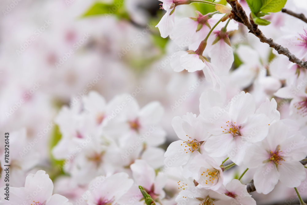 Fototapeta premium 背景が満開の桜のクローズアップ