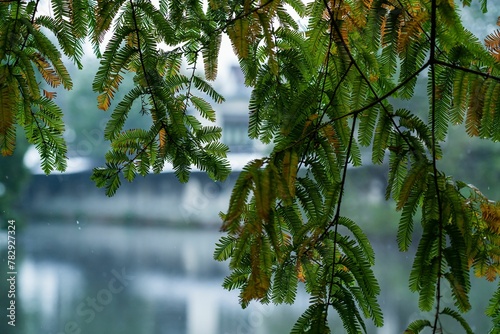 Closeup of acacia pennata growing in a garden during the rain with a blurry background photo