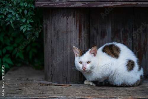 Fototapeta Naklejka Na Ścianę i Meble -  Closeup of a cute stray cat on a wooden dock in a park with a dark blurry background