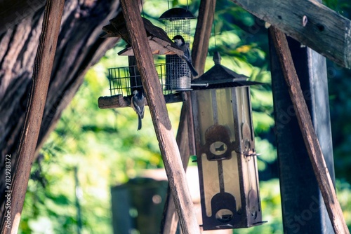 Closeup shot of bird feeders with great tits on tree