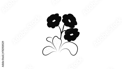 growing primula auriculas, black isolated silhouette