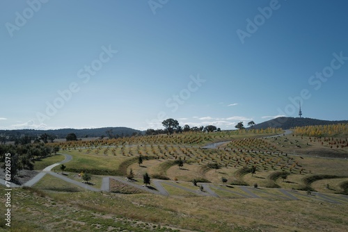 View of trees in the green field. National Arboretum Canberra, Australia. photo