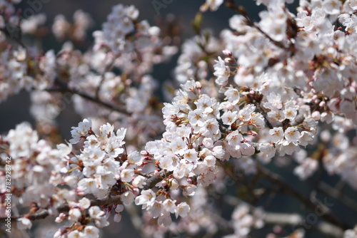 暖かな日差しをあびて咲く桜の花