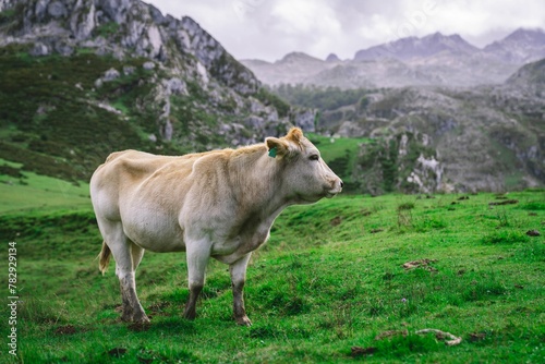 White cow standing in field