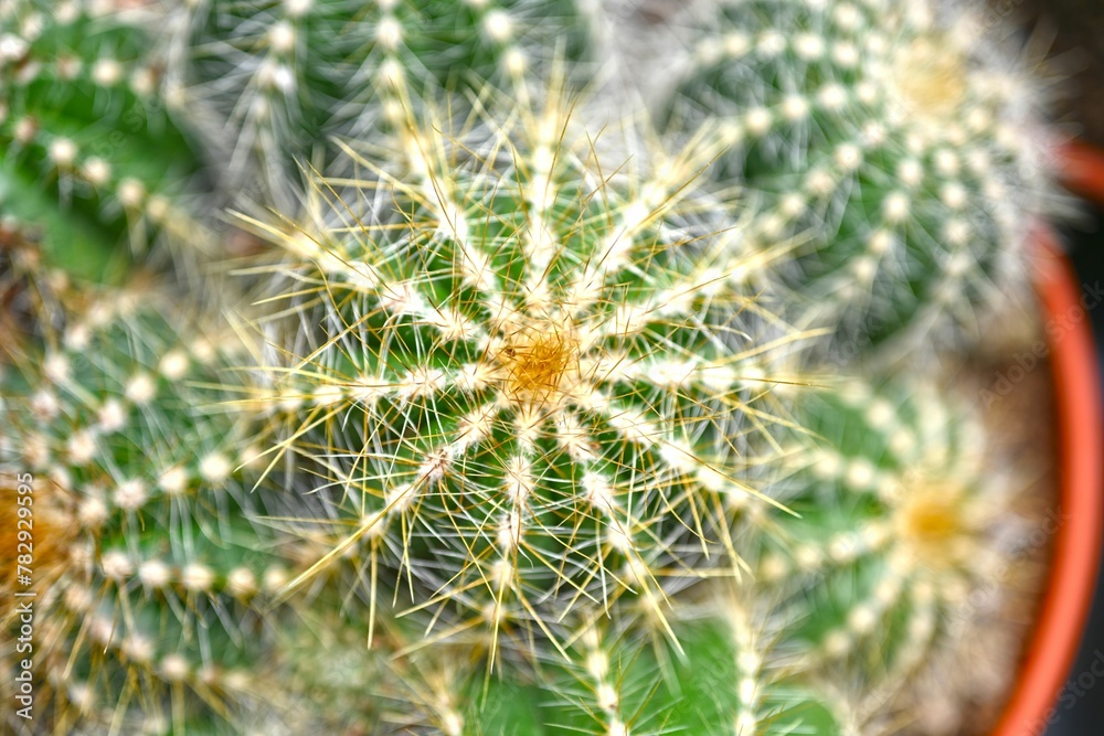 Top view of a Parodia magnifica cactus plant