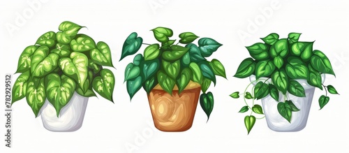 Green potted plants with lush leaves, perfect for indoor decor