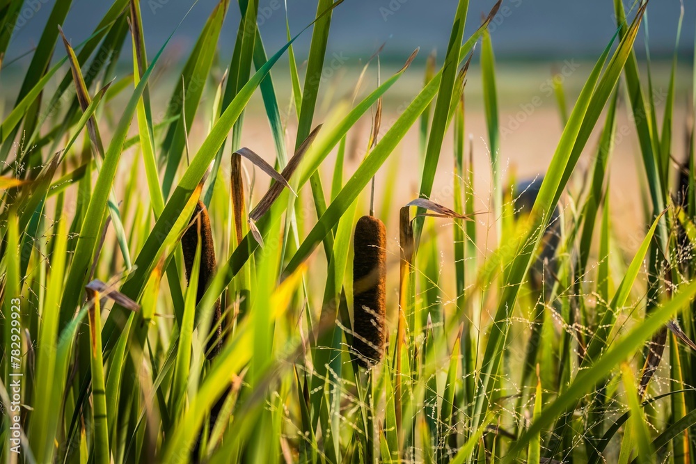 Fototapeta premium Cattail (Typha latifolia), tall marsh grasses in a wetland