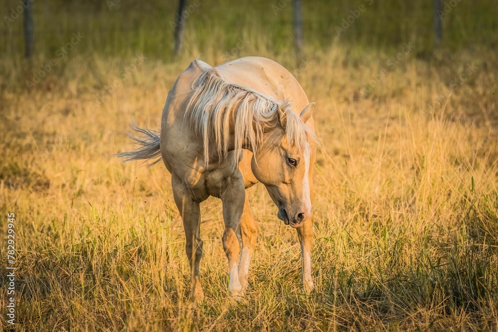 Fototapeta premium Closeup of a horse in a field