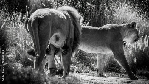 Grayscale shot of lions (Panthera leo) in the wild photo