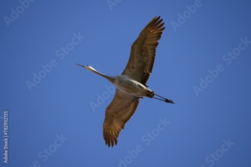 Aerial low angle shot of a crane flying in the air against the bright blue sky