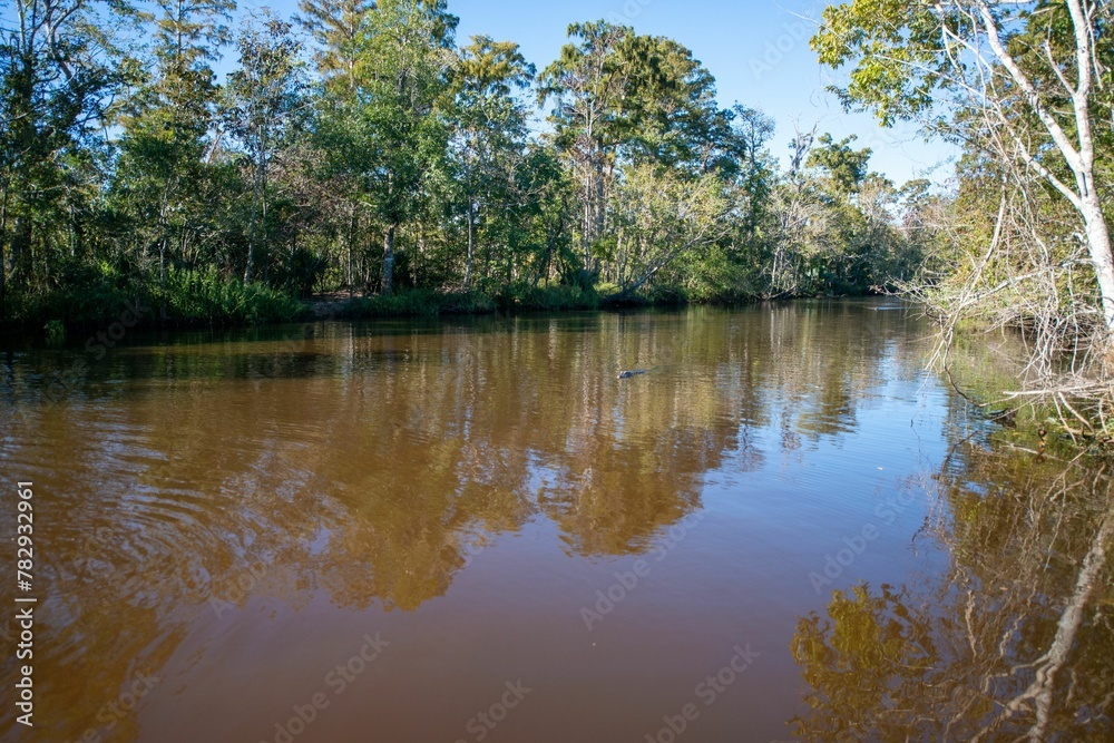 Scenic shot of a lake on a forest