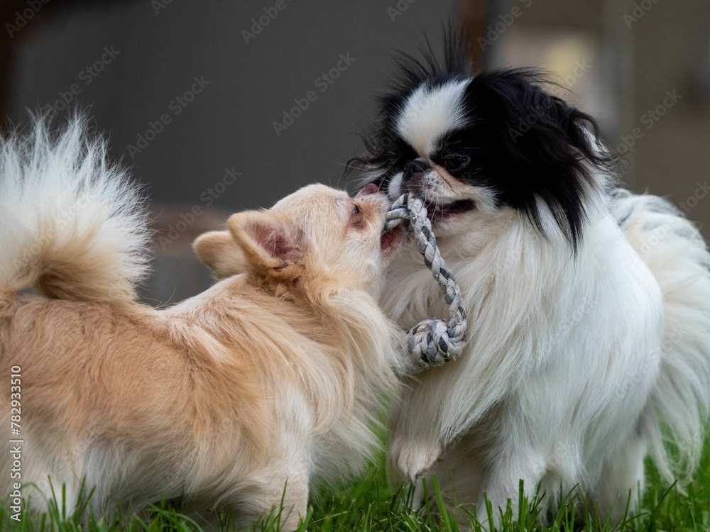 Group of dogs playing in the green grass. Group of dogs playing in the green grass.