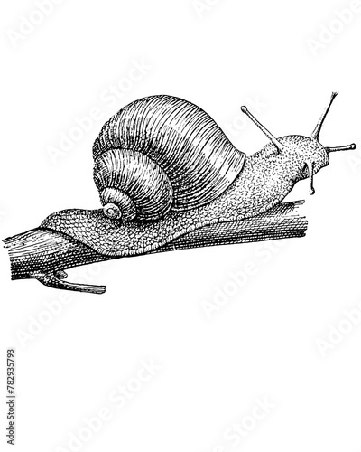 Crawling Snail sketch isolated on white. Hand drawn sketch illustration engraving style