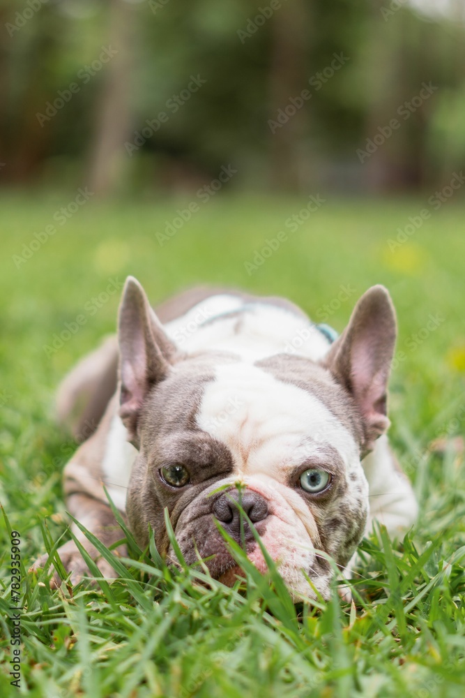 Vertical shot of a French bulldog in a grass covered field in a park during daytime