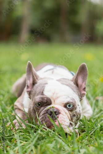 Vertical shot of a French bulldog in a grass covered field in a park during daytime