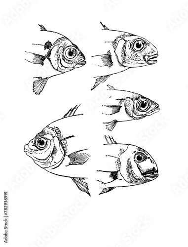 Daurade fish sketch isolated on white. Hand drawn sketch illustration engraving style 
