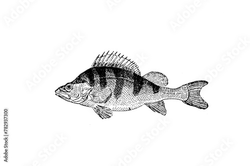 Carpe fish sketch isolated on white. Hand drawn sketch illustration engraving style