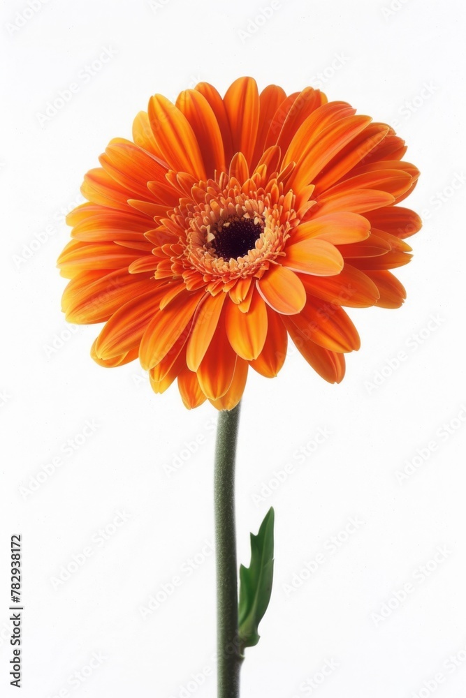 A vibrant orange flower with green leaves in a vase. Ideal for home decor concepts A vibrant orange flower with green leaves in a vase. Ideal for home decor concepts