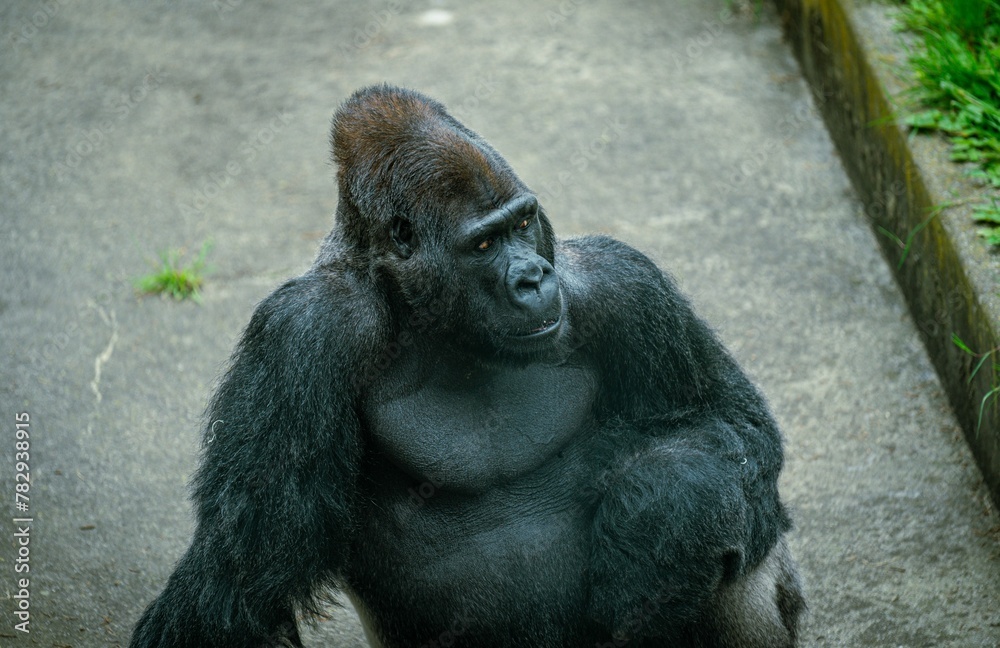 Closeup of a gorilla sitting on concrete ground in a zoo