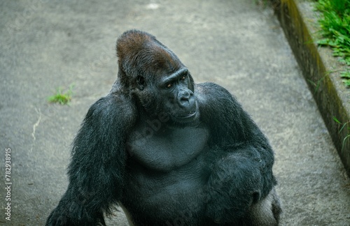 Closeup of a gorilla sitting on concrete ground in a zoo © Wirestock