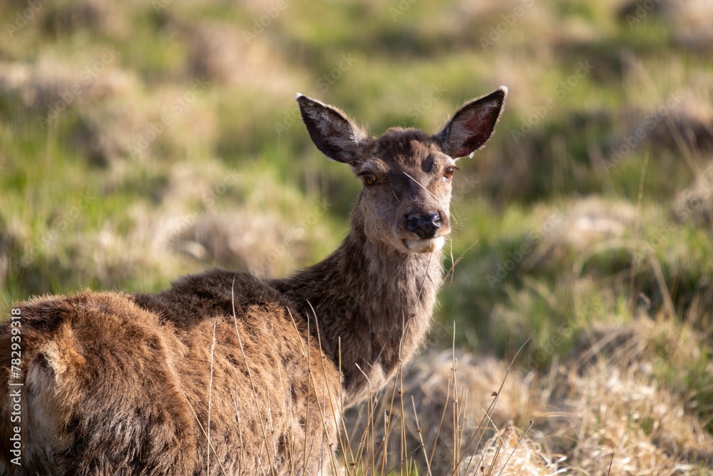 Fototapeta premium Beautiful view of a wild deer in a field