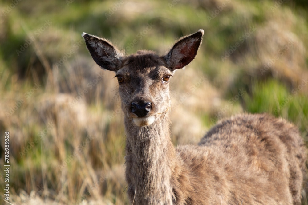 Beautiful view of a wild deer in a field Beautiful view of a wild deer in a field