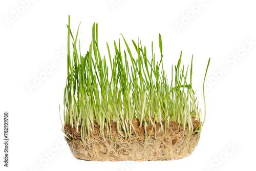 Grass isolated. Cat grass grown in soil, on a transparent background