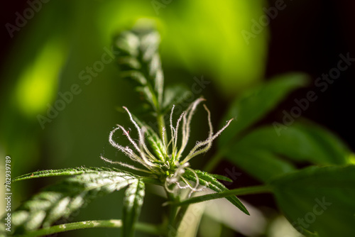 Close-up of a young flower of a cannabis plant