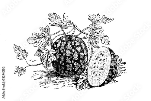 Watermelon sketch isolated on white. Hand drawn sketch illustration engraving style
