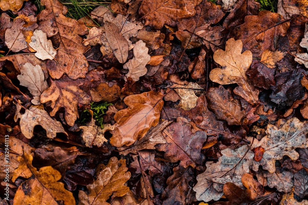 Closeup of water drops on the leaves on a muddy ground