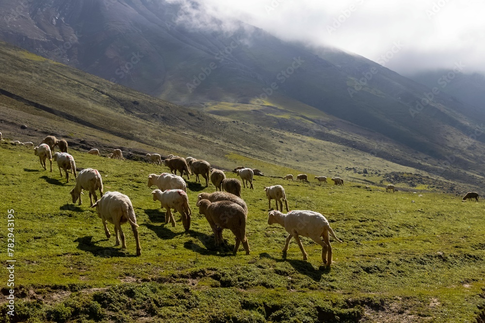 Naklejka premium Beautiful shot of a herd of sheep grazing on a rural mountainside valley