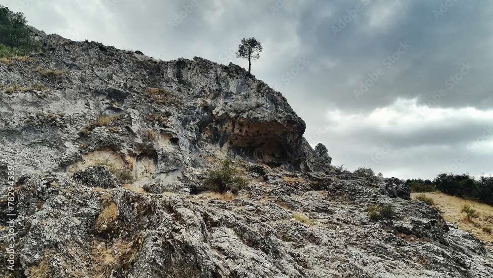 Fototapeta premium Beautiful tree growing on the top of a cliff with a cloudy sky in the background