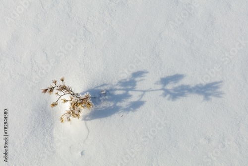 Closeup of small pine tree at snowy marsh in sunny winter weather with snow covering the ground, Toronsuo National Park, Tammela, Finland. photo