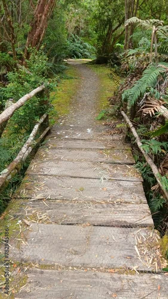 Vertical view of walking on a wooden bridge in a forest with green trees Vertical view of walking on a wooden bridge in a forest with green trees