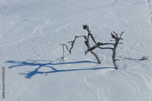 Closeup of small pine tree at snowy marsh in sunny winter weather with snow covering the ground, Toronsuo National Park, Tammela, Finland. photo