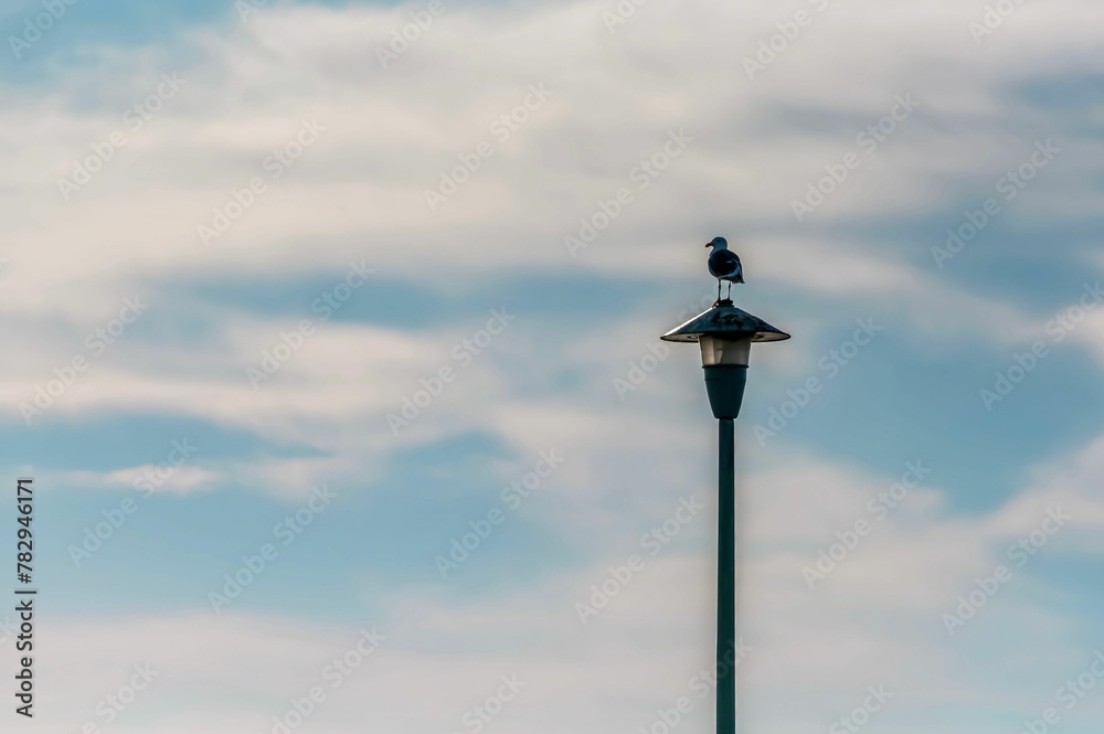 Beautiful view of a bird perching on a high street lamp against blue cloudy sky Beautiful view of a bird perching on a high street lamp against blue cloudy sky