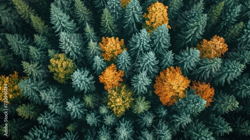 AI generated illustration of an aerial view of a dense autumn forest canopy © Wirestock