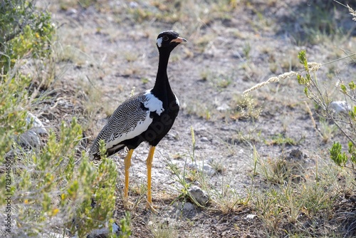 Close up picture of an male Botswanatrap in the Namibian Kalahari photo