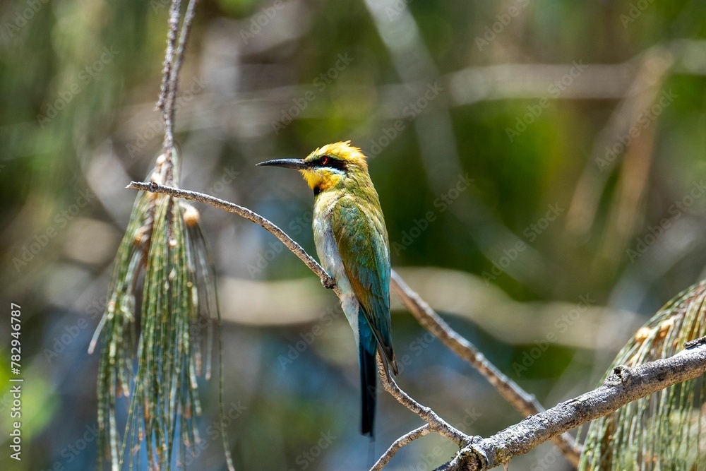 Fototapeta premium Kingfisher perching on tree branch