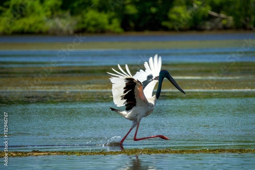 Closeup of a an Asian yabiru (Ephippiorhynchus asiaticus) in the lake photo