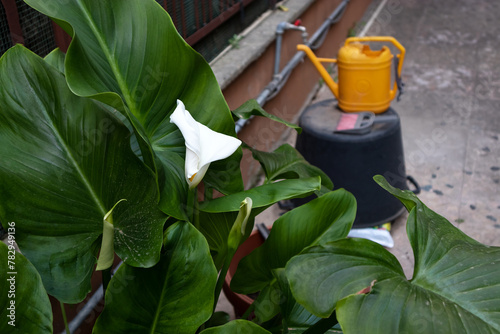 Coltivazione della calla bianca in giardino photo