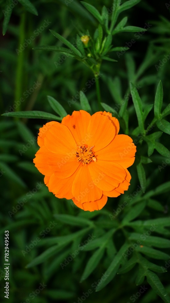 Selective focus shot of an orange Cosmos flower in a garden Selective focus shot of an orange Cosmos flower in a garden