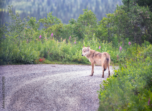 A wolf walking across the road. Viewed from the bus travelling on Denali Park Road. Denali National Park and Preserve. Alaska. USA.