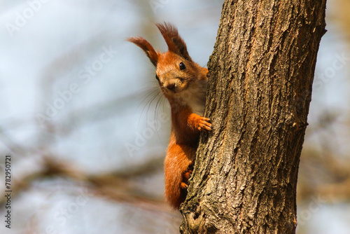 European Red Squirrel In The Park © telearlens