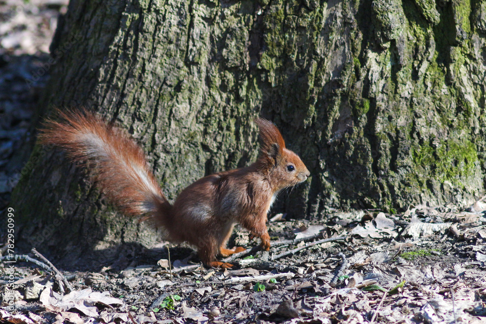 Fototapeta premium European Red Squirrel In The Park