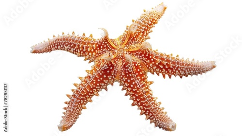 Close up view of a starfish on a plain white background. Suitable for marine life concepts