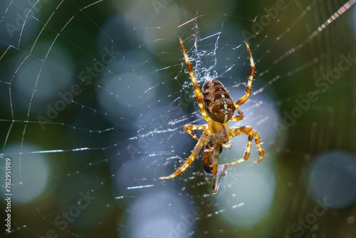 Selective focus shot of a European garden spider in a web